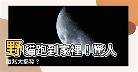 野貓跑到家裡|野貓白天都躲在哪裡？「這7處都是牠的家」不求舒適只為活下去